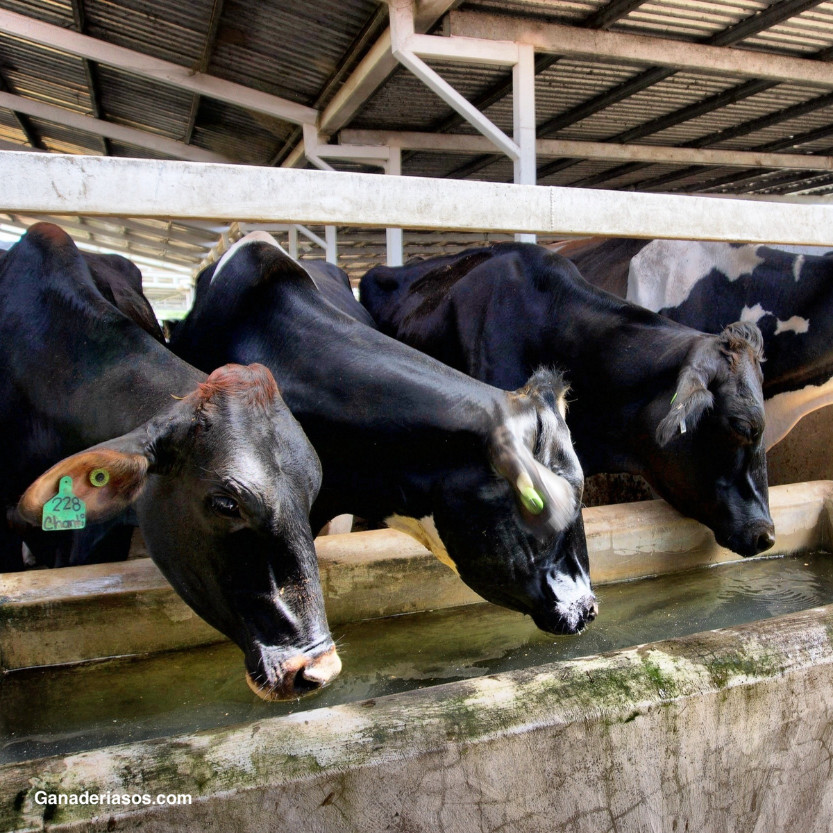 GESTIÓN DEL FÓSFORO DIETÉTICO EN VACAS EN LACTANCIA