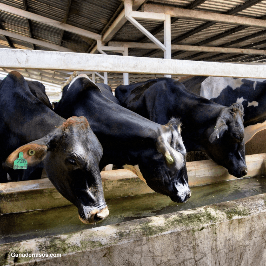 GESTIÓN DEL FÓSFORO DIETÉTICO EN VACAS EN&nbsp;LACTANCIA