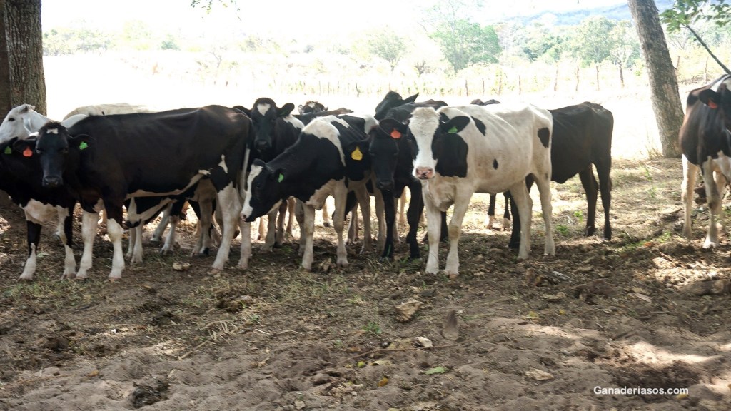 CÓMO SER EFICIENTE EN EL USO DE NITRÓGENO EN SISTEMAS LECHEROS&nbsp;PASTORILES