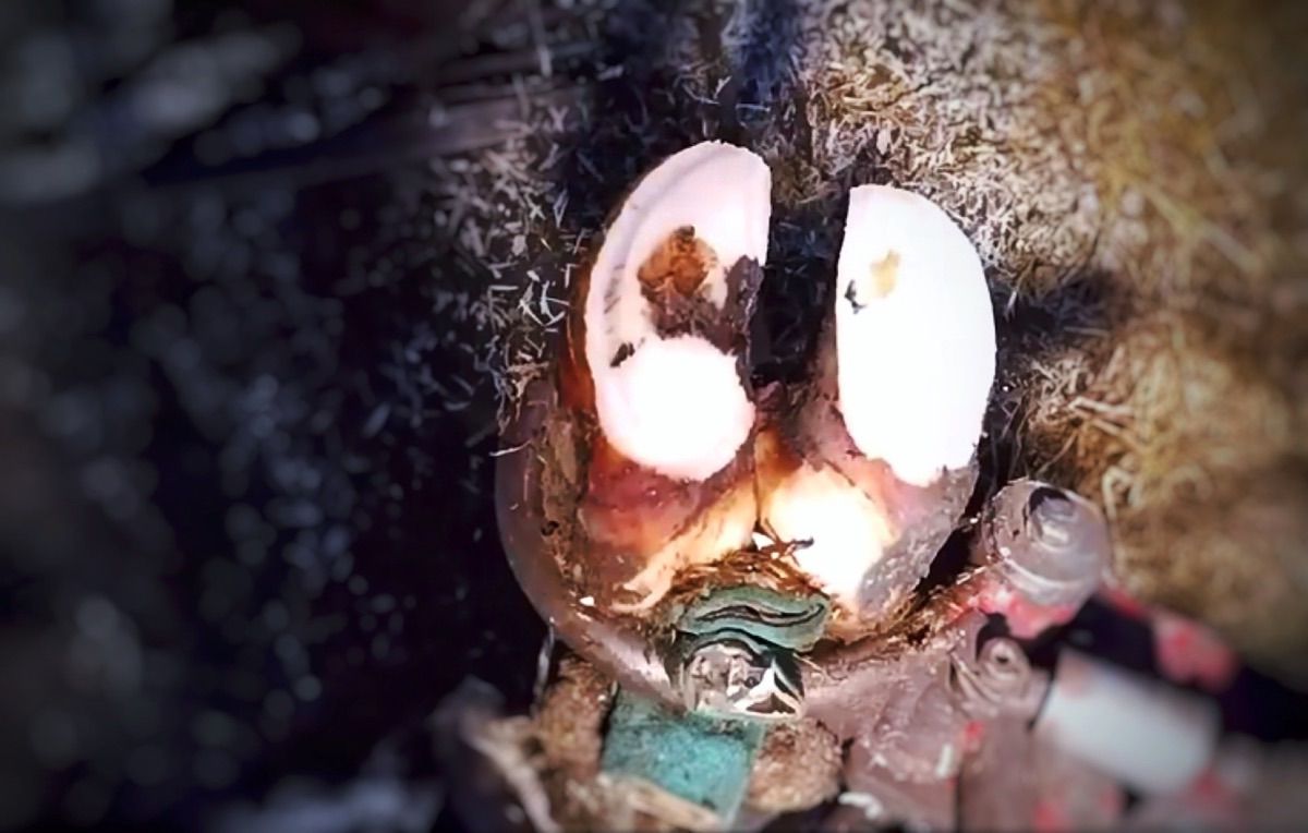 “USO CORRECTO DEL PEDILUVIO E HIGIENE AMBIENTAL”