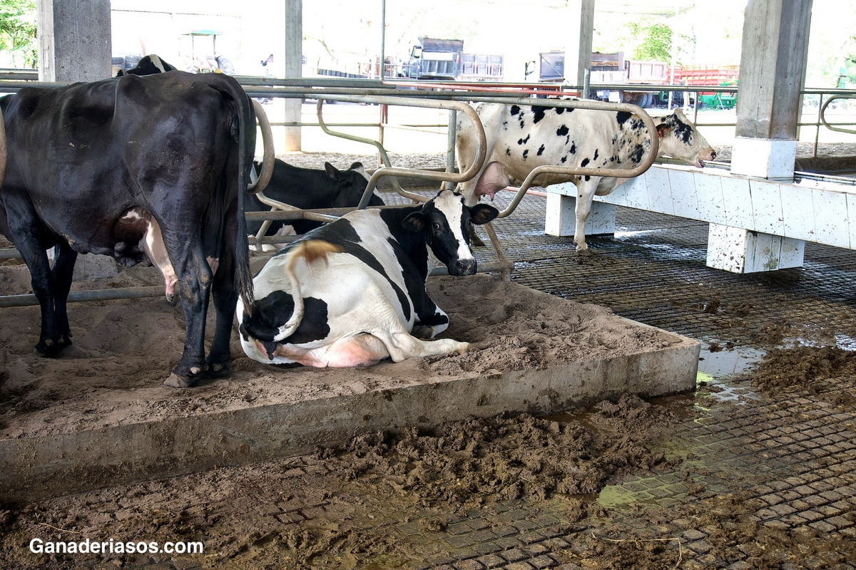 EL NUEVO SISTEMA DE EVALUACIÓN DE PROTEÍNAS DE ALEMANIA ESTÁ TRANSFORMANDO LAS DIETAS LÁCTEAS.