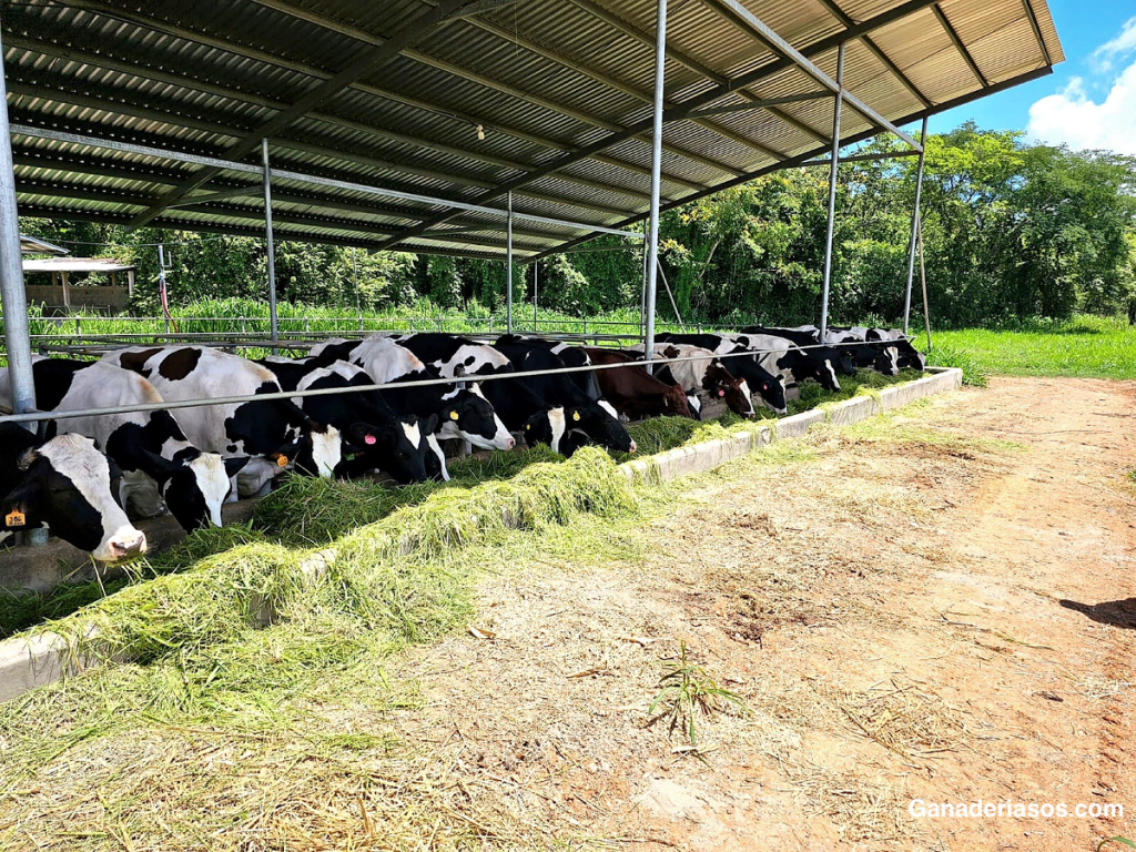 7 CONSEJOS NUTRICIONALES PARA CONTROLAR LA&nbsp;COJERA