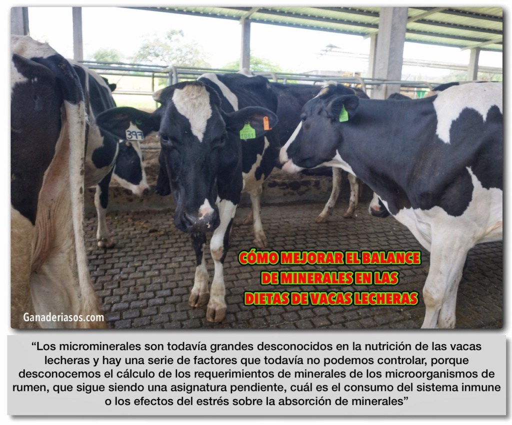¿CÓMO MEJORAR EL BALANCE DE MINERALES EN LAS DIETAS DE VACAS&nbsp;LECHERAS?