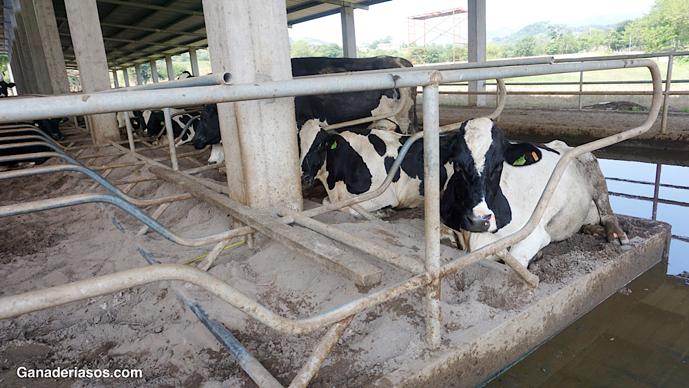 MANEJO NUTRICIONAL PARA MEJORAR LA EFICIENCIA DE UTILIZACIÓN DE LA ENERGÍA EN BOVINOS