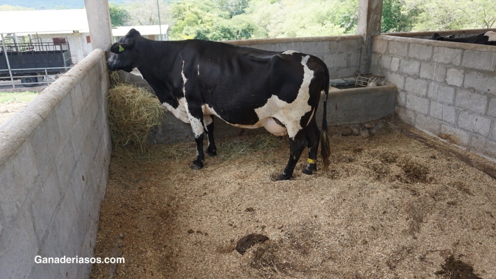 PUNTUACIÓN DE LA CONDICIÓN CORPORAL DEL GANADO VACUNO