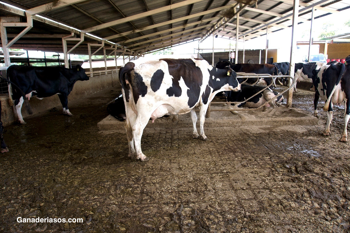 IMPACTO ECONÓMICO DE LAS CÉLULAS SOMÁTICAS SEGÚN SU NIVEL DE PRODUCCIÓN