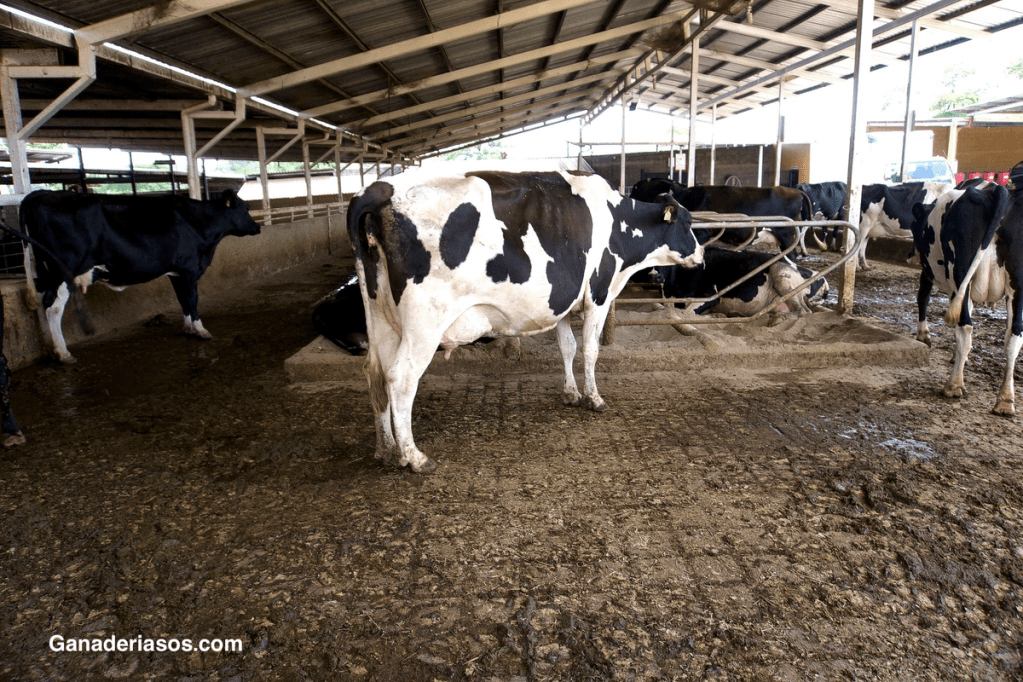 IMPACTO ECONÓMICO DE LAS CÉLULAS SOMÁTICAS SEGÚN SU NIVEL DE&nbsp;PRODUCCIÓN