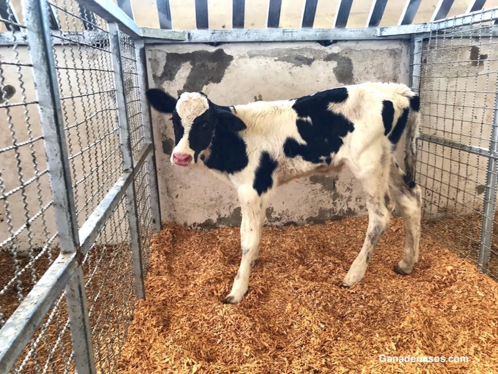 OBJETIVOS ECONÓMICOS Y ESTRATEGIAS DE ALIMENTACIÓN DE LA&nbsp;RECRÍA