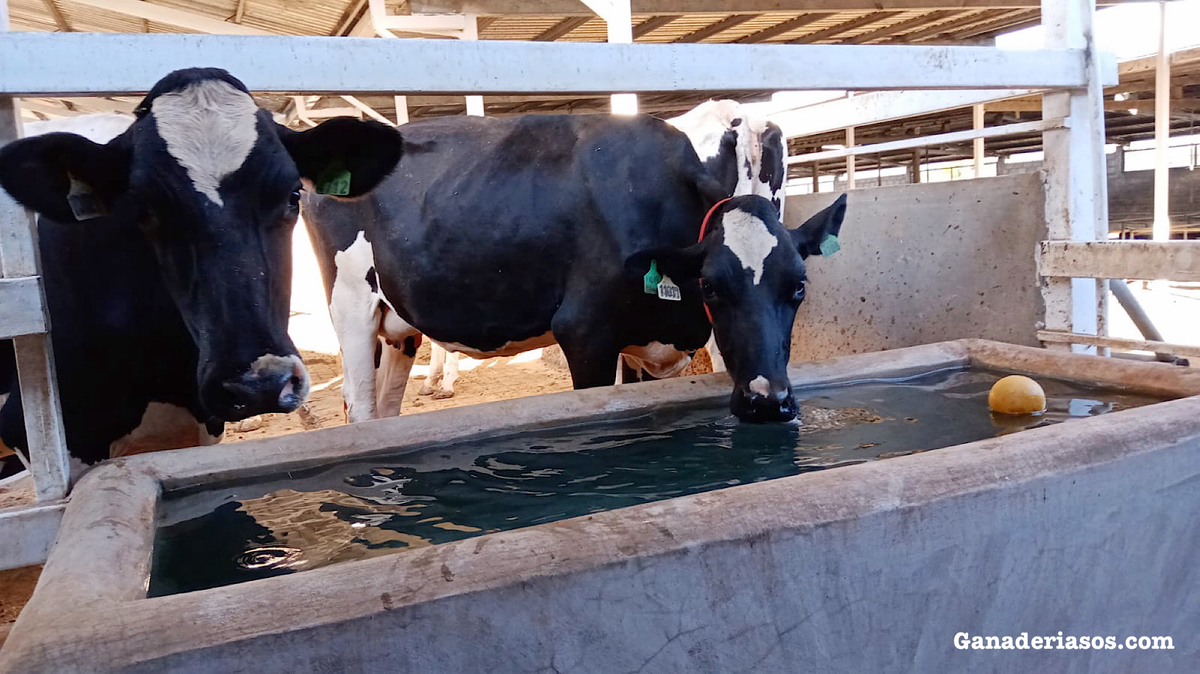 LOS RÚMENES SALUDABLES COMIENZAN CON AGUA
