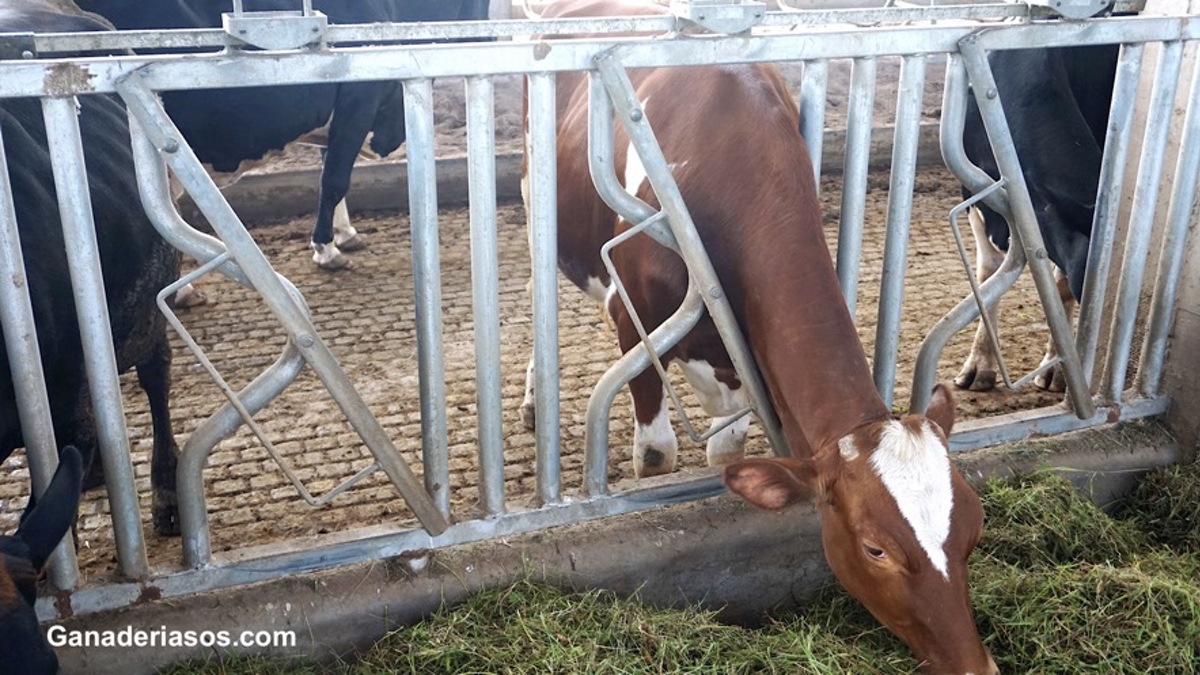 CON LA GRASA COMO OBJETIVO