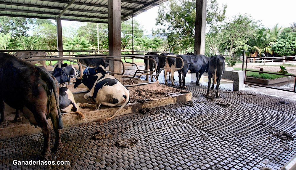 BIOLOGÍA DE LA&nbsp;LACTACIÓN