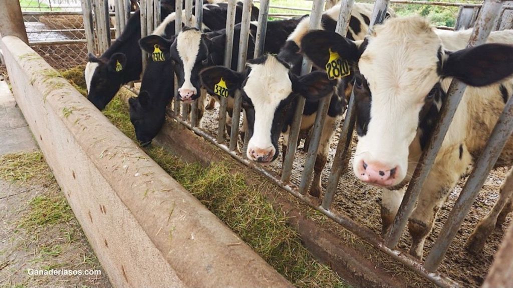 ¿CÓMO AFECTA EL CRECIMIENTO DE LAS TERNERAS AL RENDIMIENTO PRODUCTIVO DURANTE LA PRIMERA&nbsp;LACTACIÓN?