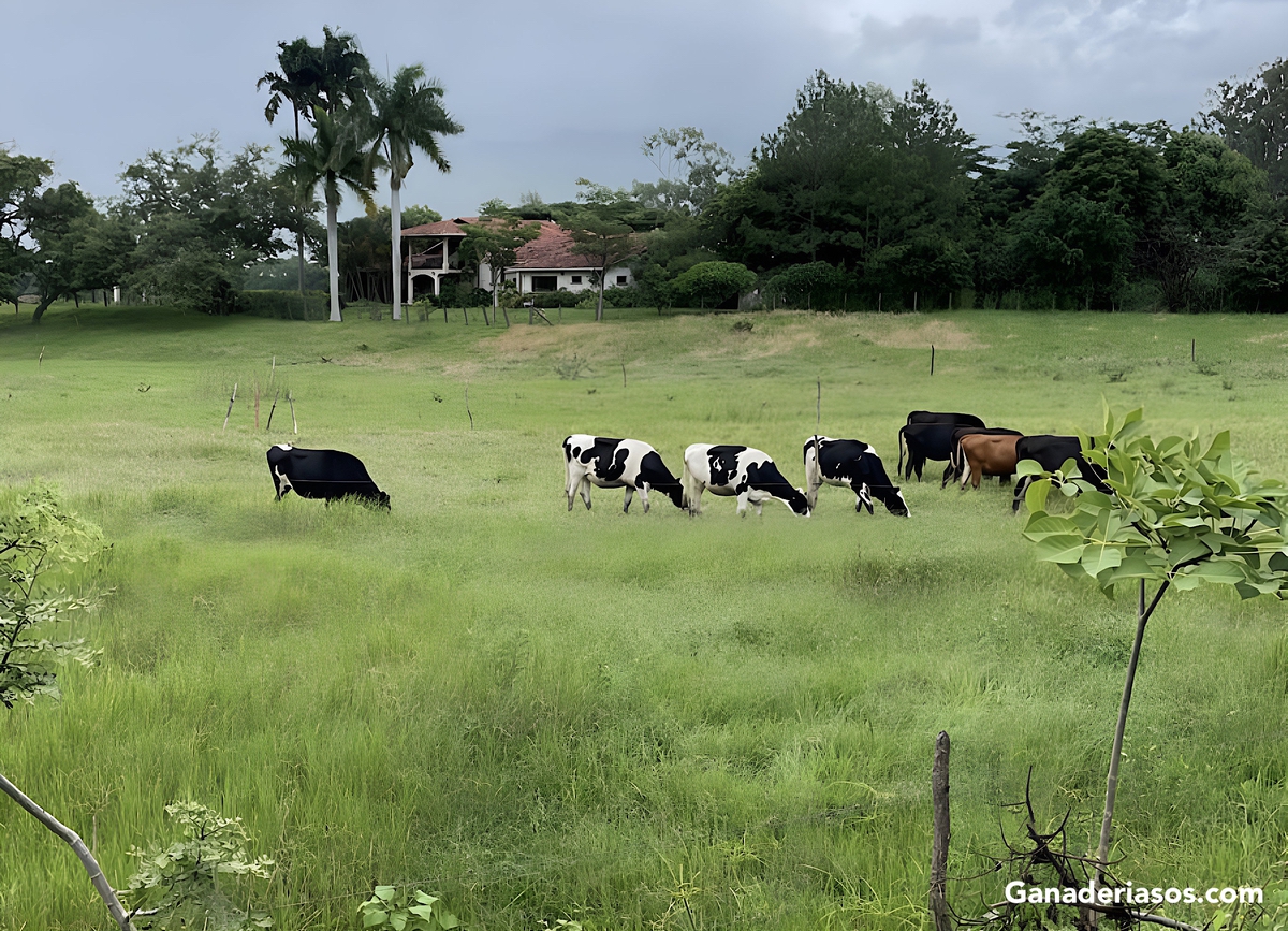 EXPRESIÓN DE GENES DE CHOQUE TÉRMICO EN BOVINOS DE DOBLE PROPÓSITO EXPUESTOS A ESTRÉS CALÓRICO