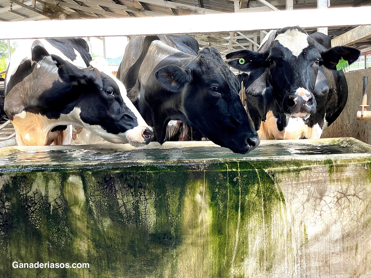 BUSQUE ETAPAS SUBCLÍNICAS DE HIPOCALCEMIA CUANDO ESTÉ PRESENTE LA ALCALOSIS METABÓLICA