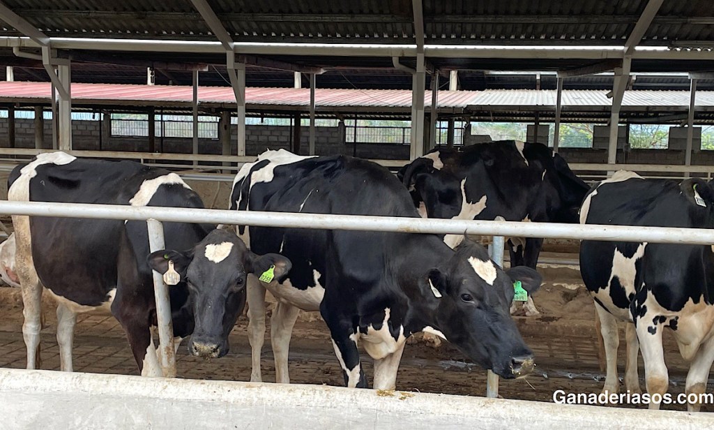 PROGRAMACIÓN FETAL EN VACAS&nbsp;LECHERAS