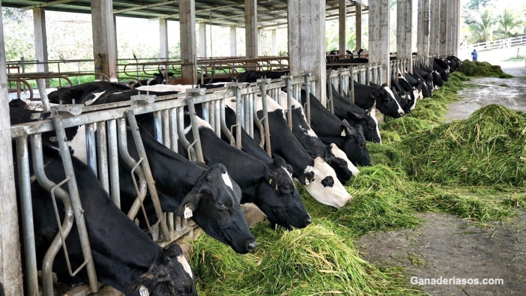 EL POTENCIAL DE LOS PERFILES METABÓLICOS COMO DIAGNÓSTICO DEL MANEJO NUTRICIONAL EN&nbsp;LECHERÍAS