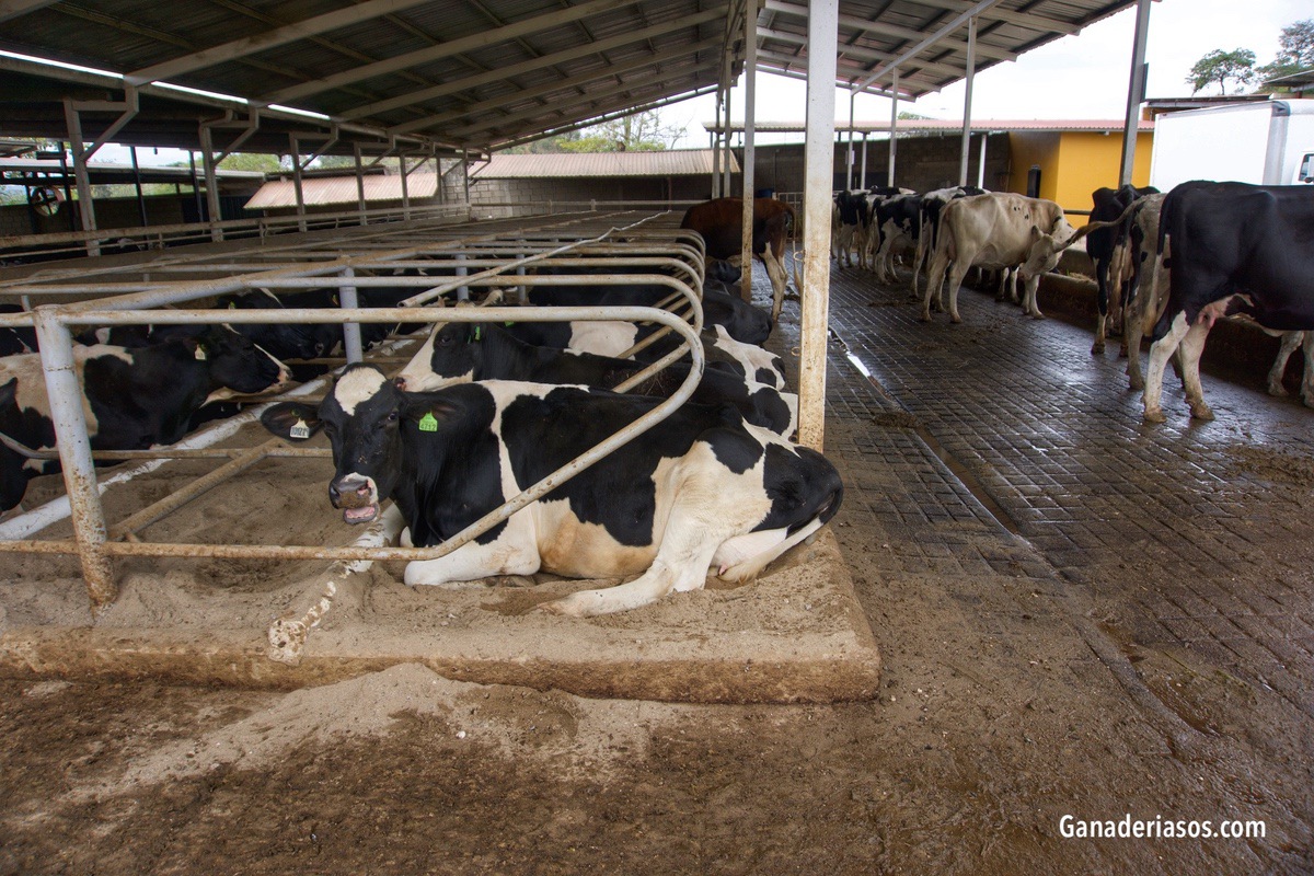 ESTRÉS OXIDATIVO E INFLAMACIÓN DE LA UBRE DURANTE EL PERIODO DE TRANSICIÓN Y SU EFECTO SOBRE LA PRODUCCIÓN