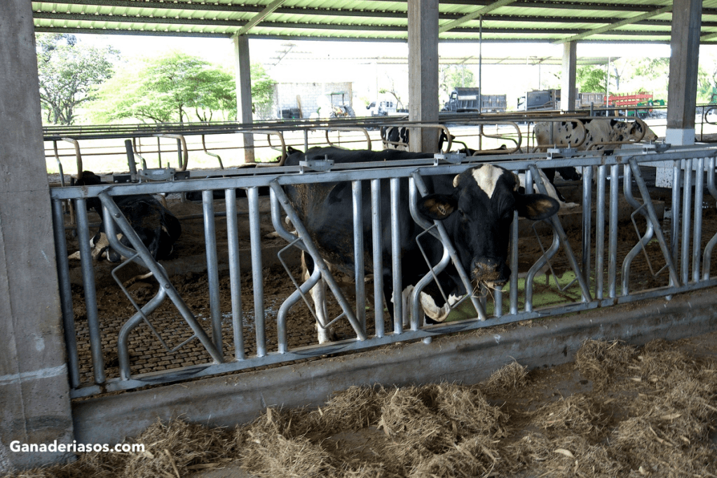 LA ENDOMETRITIS Y SU REPERCUSIÓN EN LA REPRODUCCIÓN Y EFICIENCIA REPRODUCTIVA DE LA&nbsp;VACA