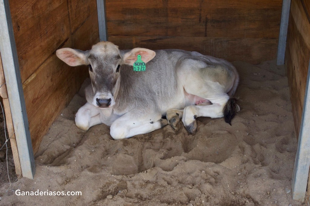 DIARREA NEONATAL Y USO DE ANTIBIÓTICOS: ES HORA DE CAMBIAR VIEJAS&nbsp;COSTUMBRES