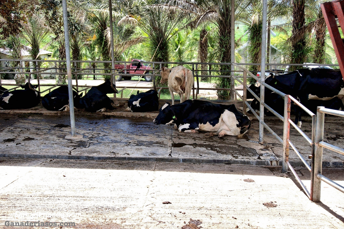 SALUD MAMARIA: APROVECHANDO EL PODER DE LOS POSTBIÓTICOS (PARTE 1)