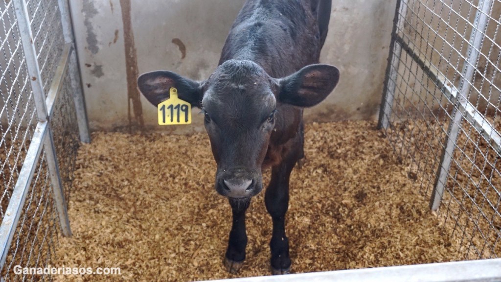 ¿CÓMO EVALUAR LA CALIDAD DEL CALOSTRO Y LA INMUNIDAD DE LAS&nbsp;TERNERAS?