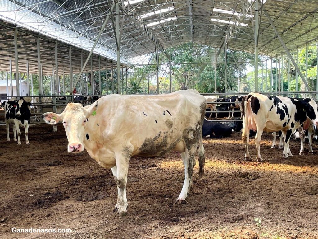 EMPLEO DE PROBIÓTICOS EN LOS&nbsp;ANIMALES