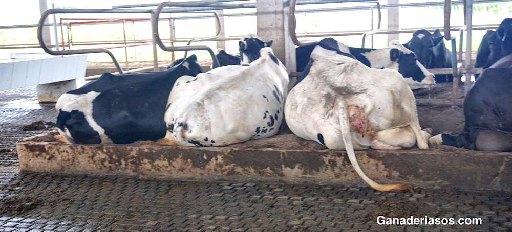 DOS AÑOS DE EXPERIENCIA EN ENFRIAMIENTO DE VACAS EN ITALIA