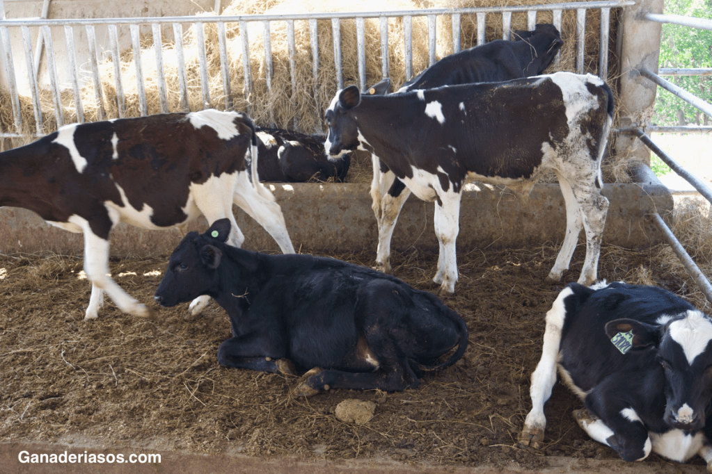 INFLUENCIA DEL ESTRÉS CALÓRICO EN EL PORCENTAJE DE PREÑEZ EN NOVILLAS DE 13&nbsp;MESES