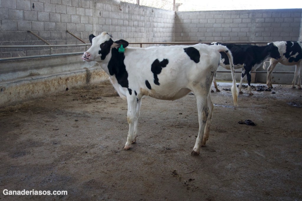 ENFERMEDADES INFECCIOSAS RESPIRATORIAS EN NOVILLAS