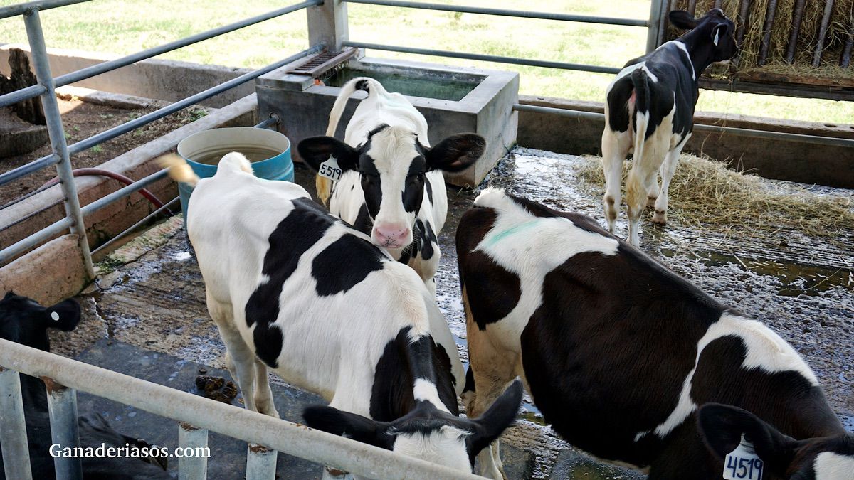 LA LONGEVIDAD ESTÁ EN LOS GENES