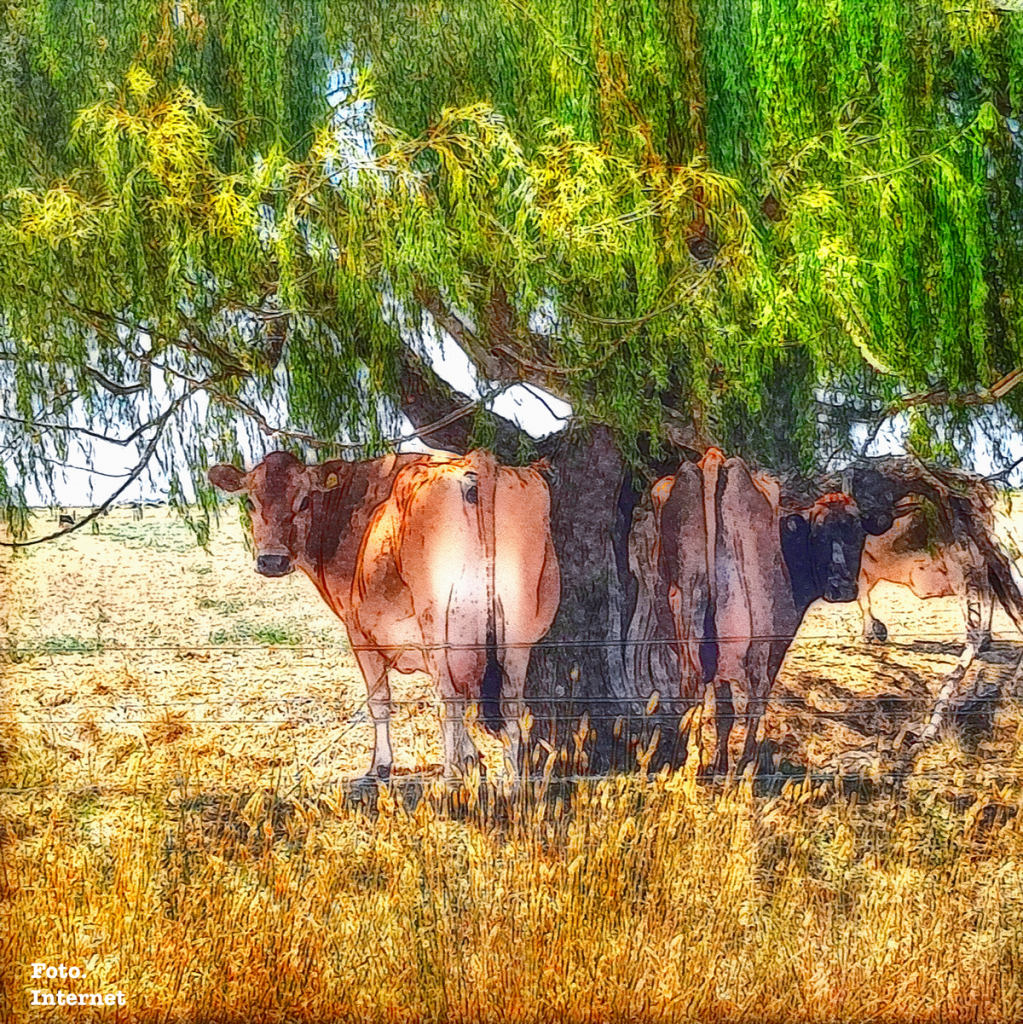 CADA UNO RECOGE LO QUE SIEMBRA: SALUD DE UBRE DEL PREPARTO AL&nbsp;POSPARTO