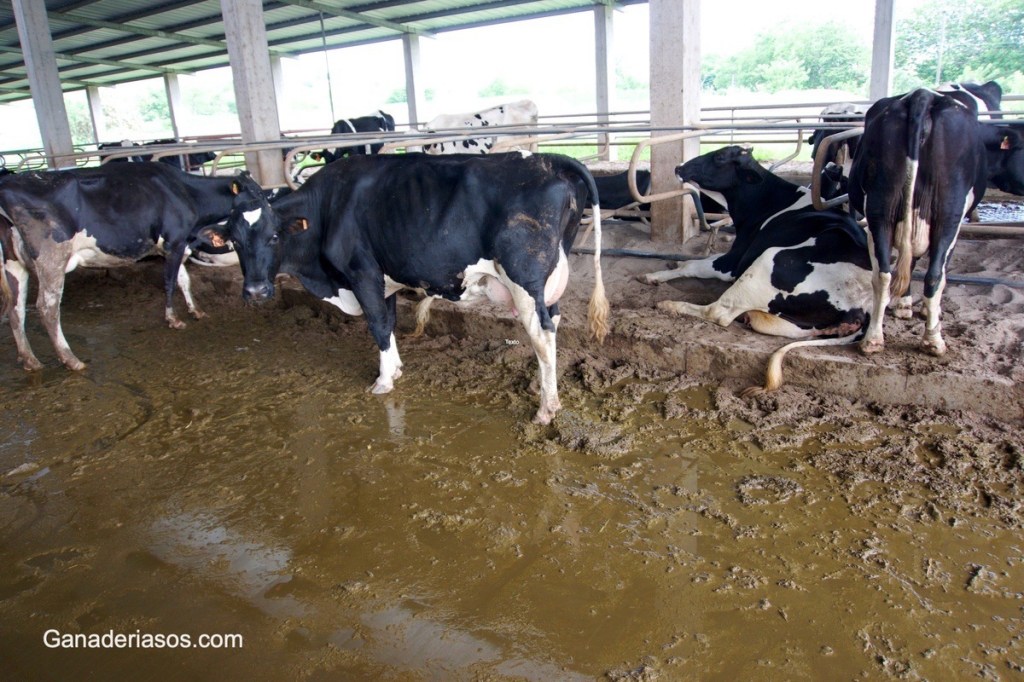 EL TRIÁNGULO DE LAS ENFERMEDADES. MÁS ALLÁ DEL&nbsp;PATÓGENO