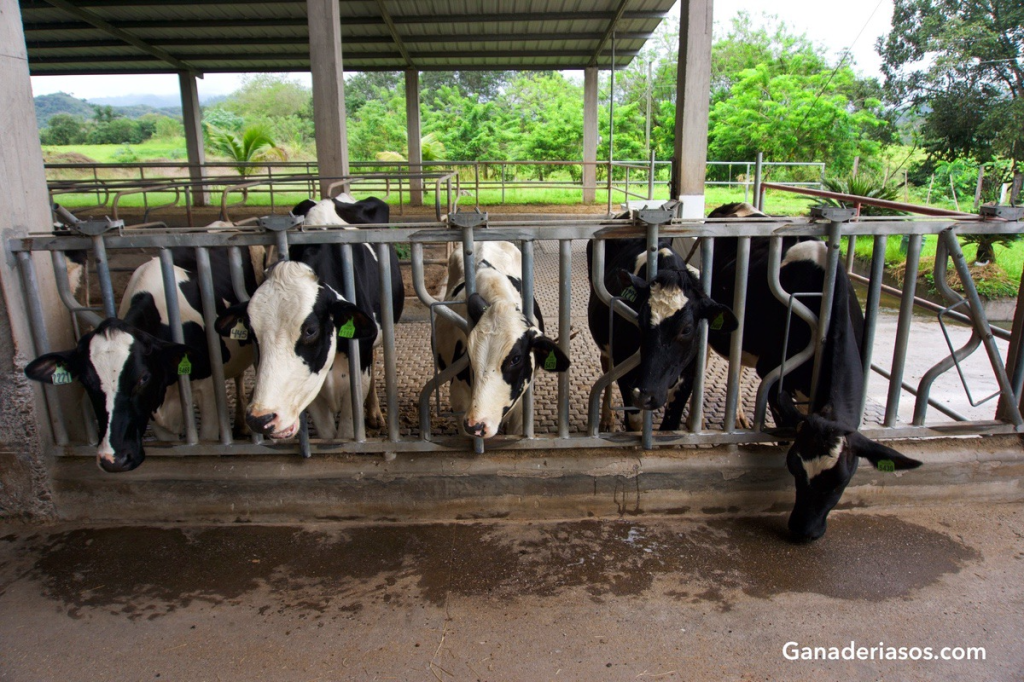 LA REPRODUCCIÓN: UNA DE LAS BASES PARA EL DIAGNÓSTICO DE PROBLEMAS EN LA&nbsp;GRANJA