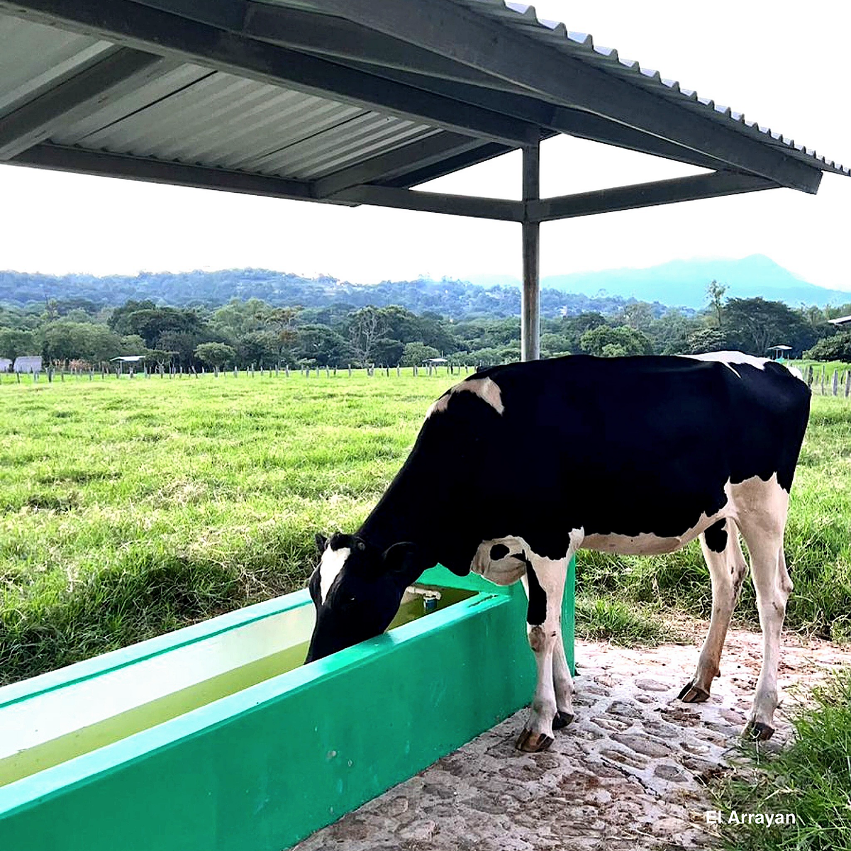 LAS VAQUILLAS BIEN CRIADAS APORTAN MÁS VALOR