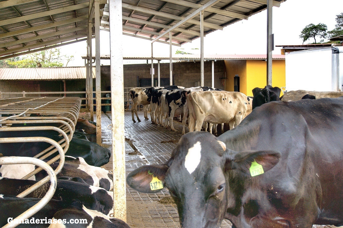 MICOTOXINAS: UN DESAFÍO DE AMPLIO ESPECTRO