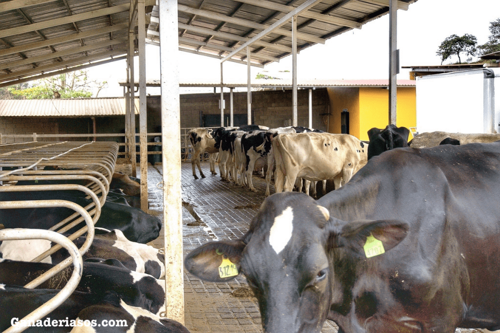 MICOTOXINAS: UN DESAFÍO DE AMPLIO&nbsp;ESPECTRO