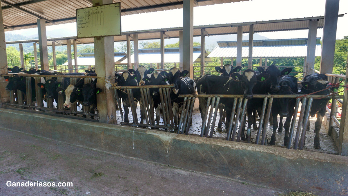 CÓMO MEJORAR EL MANEJO REPRODUCTIVO EN NOVILLAS