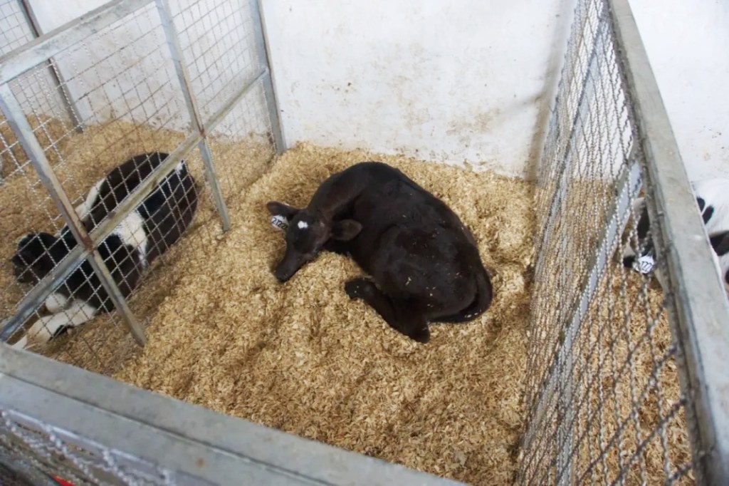 EL USO DE LA GENÉTICA DE CARNE EN EL GANADO&nbsp;LECHERO