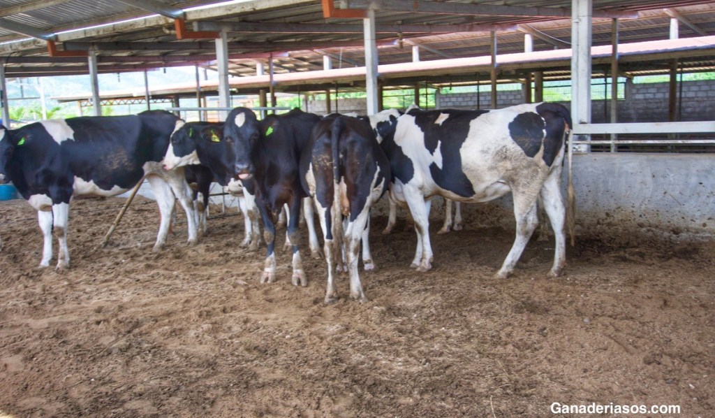 LA IMPORTANCIA DE LA BIOSEGURIDAD EN LA PREVENCIÓN DE LA&nbsp;ERB