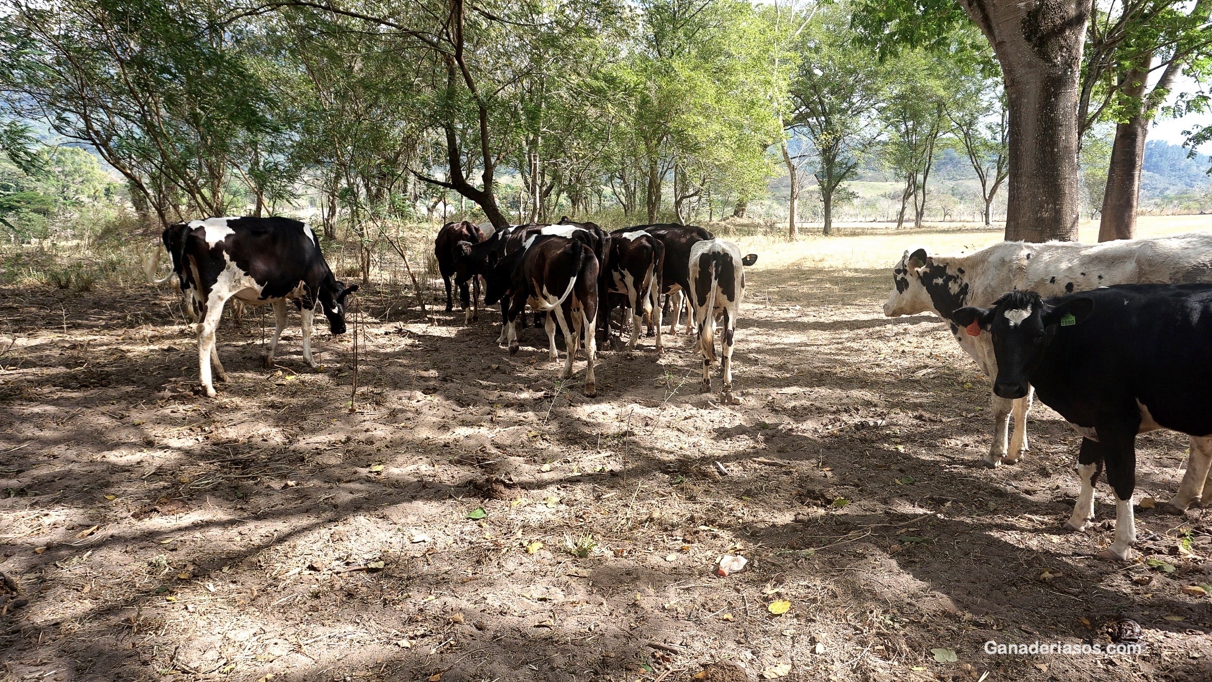 “NO PODEMOS SABER SI TODAS LAS VACAS SON FELICES,