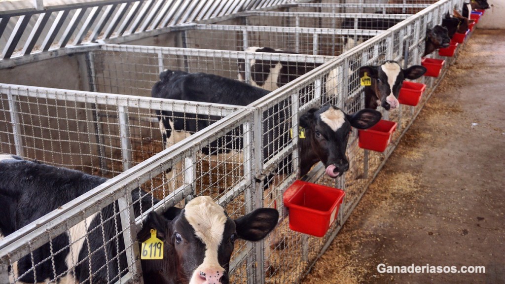 DESLECHE DE TERNERAS DE&nbsp;REEMPLAZO