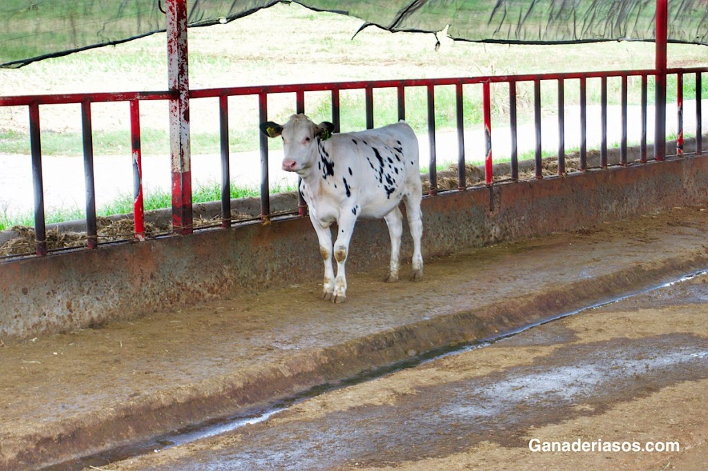 UTILIDADES Y REALIDADES DEL USO DE DATOS EN&nbsp;GRANJA