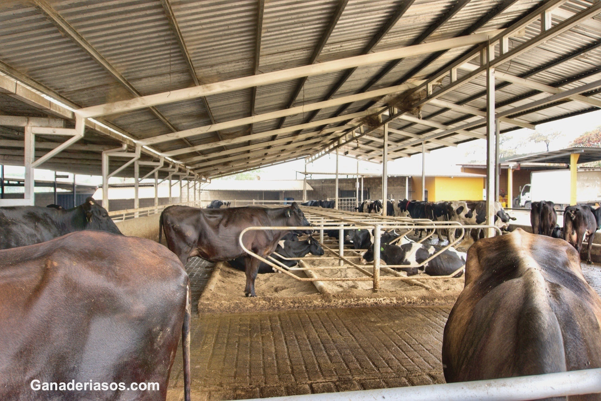 PERIODO DE TRANSICIÓN: ESTRATEGIAS DE NUTRICIÓN PARA VACAS LECHERAS DE ALTA PRODUCCIÓN