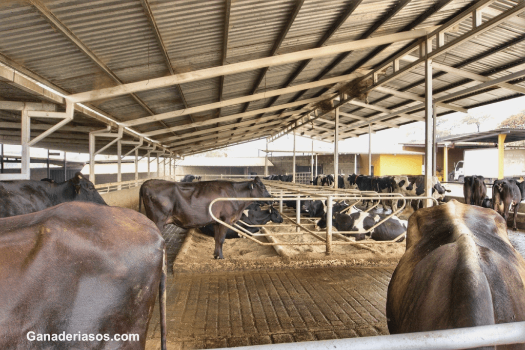 PERIODO DE TRANSICIÓN: ESTRATEGIAS DE NUTRICIÓN PARA VACAS LECHERAS DE ALTA&nbsp;PRODUCCIÓN