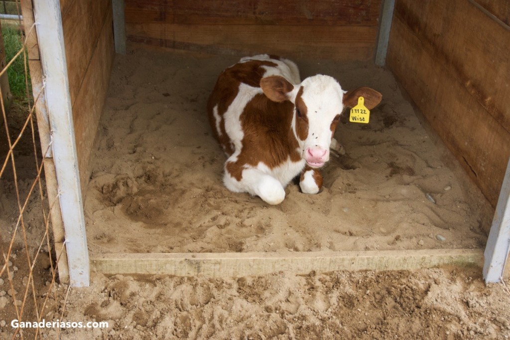 CONSEJOS PARA EL AMAMANTADO DE LAS TERNERAS DE&nbsp;RECRÍA