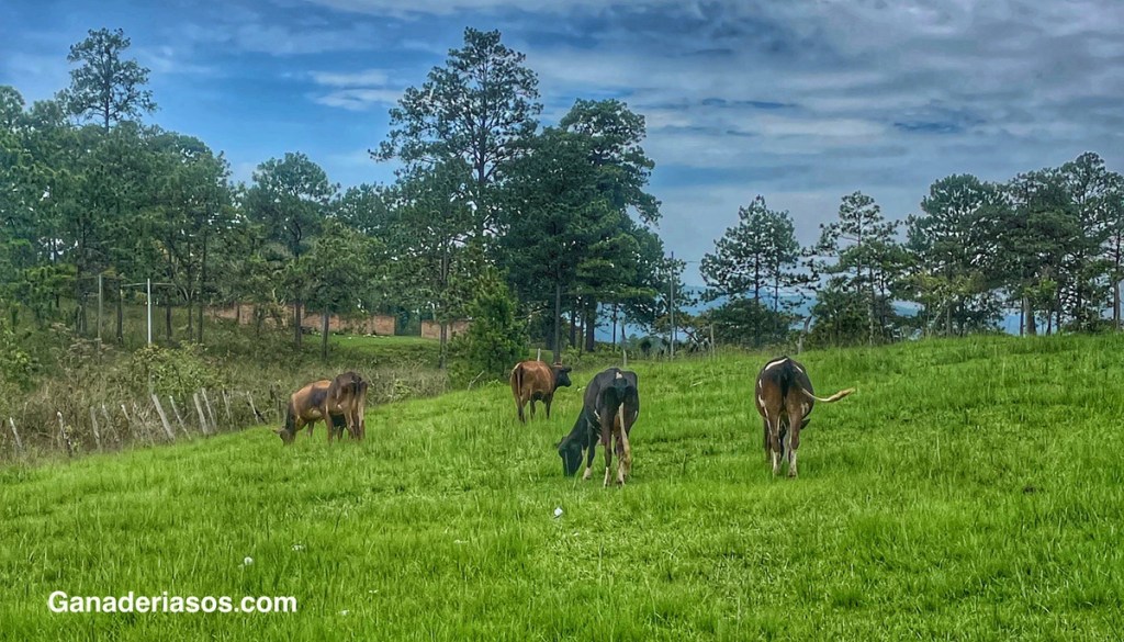 EL PASTOREO ES MÁS QUE COMER PASTO. LA SIMULACIÓN DEL PISOTEO DEL&nbsp;GANADO