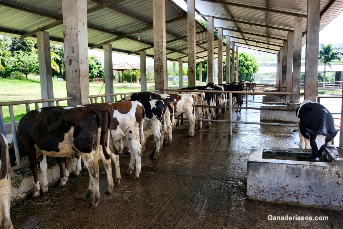 ESTRÉS POR CALOR EN LAS LECHERÍAS: ¿ESTAMOS PREPARADOS?