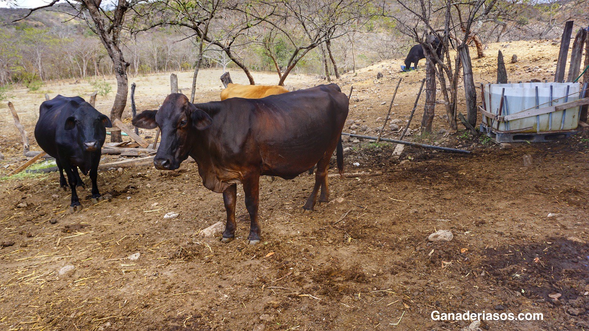 CONOCIENDO AL ENEMIGO – LA GARRAPATA COMÚN DEL GANADO (RHIPICEPHALUS MICROPLUS)