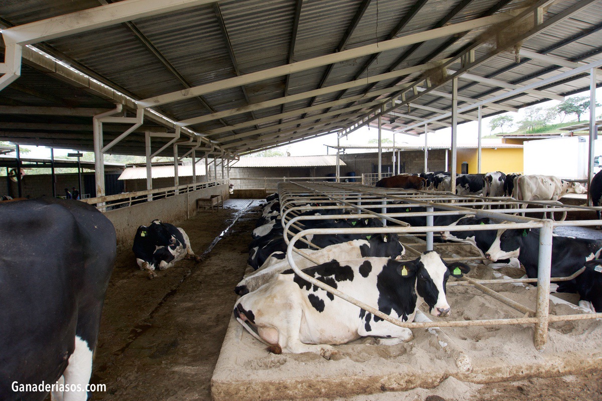 SIETE CLAVES DE LA NUEVA LEY DE LAS MACROGRANJAS DE BOVINO