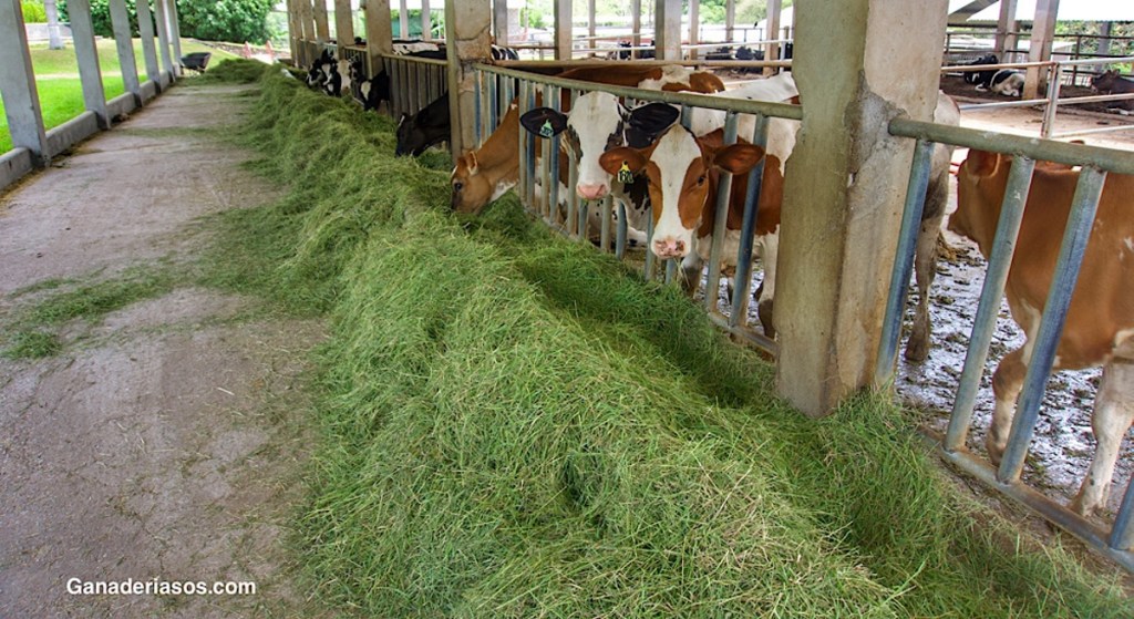 EL ÉXITO REPRODUCTIVO EN CINCO PASOS&nbsp;FUNDAMENTALES